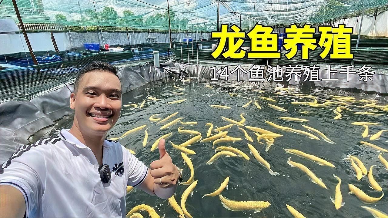 給我推薦幾家北京賣金龍魚的商家（北京和興龍魚銷售中心名錄集，金龍魚飼養(yǎng)全攻略）