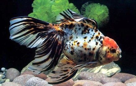 朝天哪個水族館龍魚好？祥龍魚場龍魚（北京朝天祥龍魚場水族館）