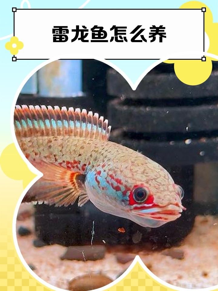 雷龍魚和冷水魚混養(yǎng)需要多大的魚缸（雷龍魚與冷水魚混養(yǎng)的魚缸大小取決于多種因素） 雷龍魚和冷水魚混養(yǎng)需要多大的魚缸（雷龍魚與冷水魚混養(yǎng)的魚缸大小取決于多種因素） 龍魚百科 第6張