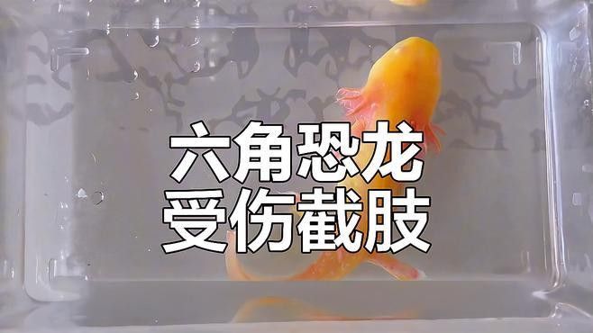 被六角恐龍魚咬了需要打疫苗嗎
