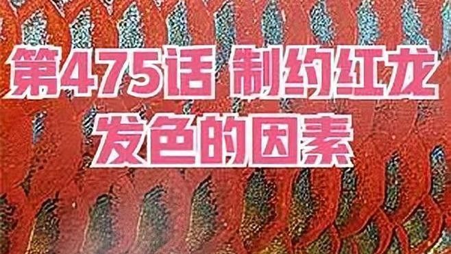 如何保持紅龍魚發色（紅龍魚怎么養容易發色）