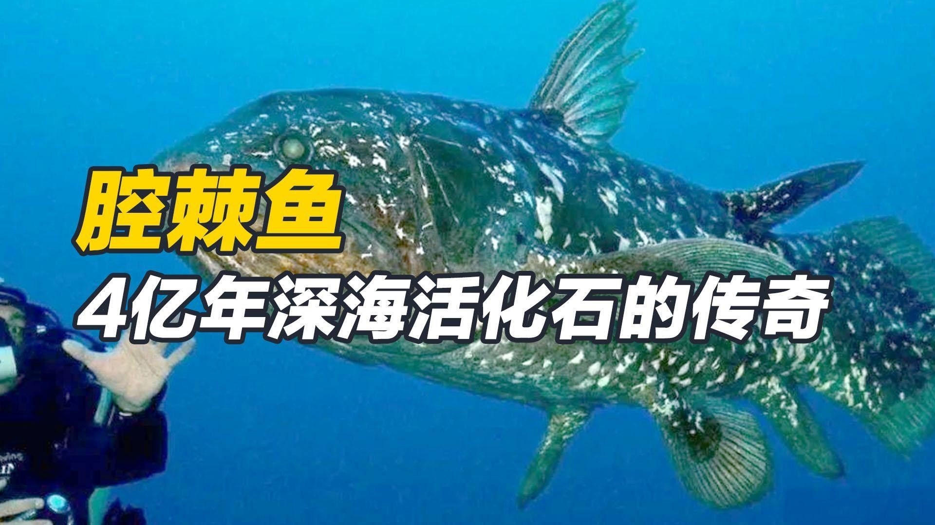 腔棘魚（棘魚（gymnocephaluscernuus））