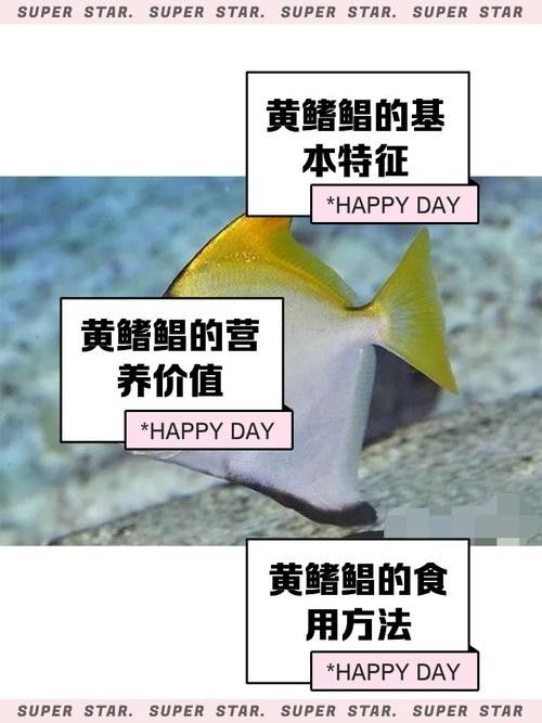 黃鰭鯧魚最建議買的三個(gè)品種(黃鰭鯧魚中三個(gè)值得關(guān)注的品種并結(jié)合了相關(guān)的選購建議和商品信息) 觀賞魚百科 第6張 黃鰭鯧魚最建議買的三個(gè)品種(黃鰭鯧魚中三個(gè)值得關(guān)注的品種并結(jié)合了相關(guān)的選購建議和商品信息) 黃鰭鯧魚最建議買的三個(gè)品種(黃鰭鯧魚中三個(gè)值得關(guān)注的品種并結(jié)合了相關(guān)的選購建議和商品信息) 觀賞魚百科 第6張