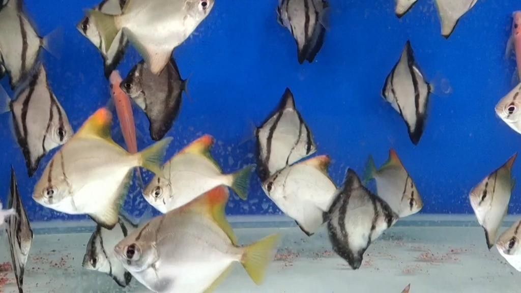 黃鰭鯧魚最建議買的三個(gè)品種（黃鰭鯧魚中三個(gè)值得關(guān)注的品種并結(jié)合了相關(guān)的選購建議和商品信息） 黃鰭鯧魚最建議買的三個(gè)品種（黃鰭鯧魚中三個(gè)值得關(guān)注的品種并結(jié)合了相關(guān)的選購建議和商品信息） 觀賞魚百科 第7張