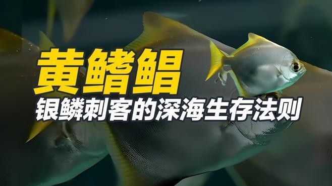 黃鰭鯧魚最建議買的三個(gè)品種（黃鰭鯧魚中三個(gè)值得關(guān)注的品種并結(jié)合了相關(guān)的選購建議和商品信息） 黃鰭鯧魚最建議買的三個(gè)品種（黃鰭鯧魚中三個(gè)值得關(guān)注的品種并結(jié)合了相關(guān)的選購建議和商品信息） 觀賞魚百科 第8張