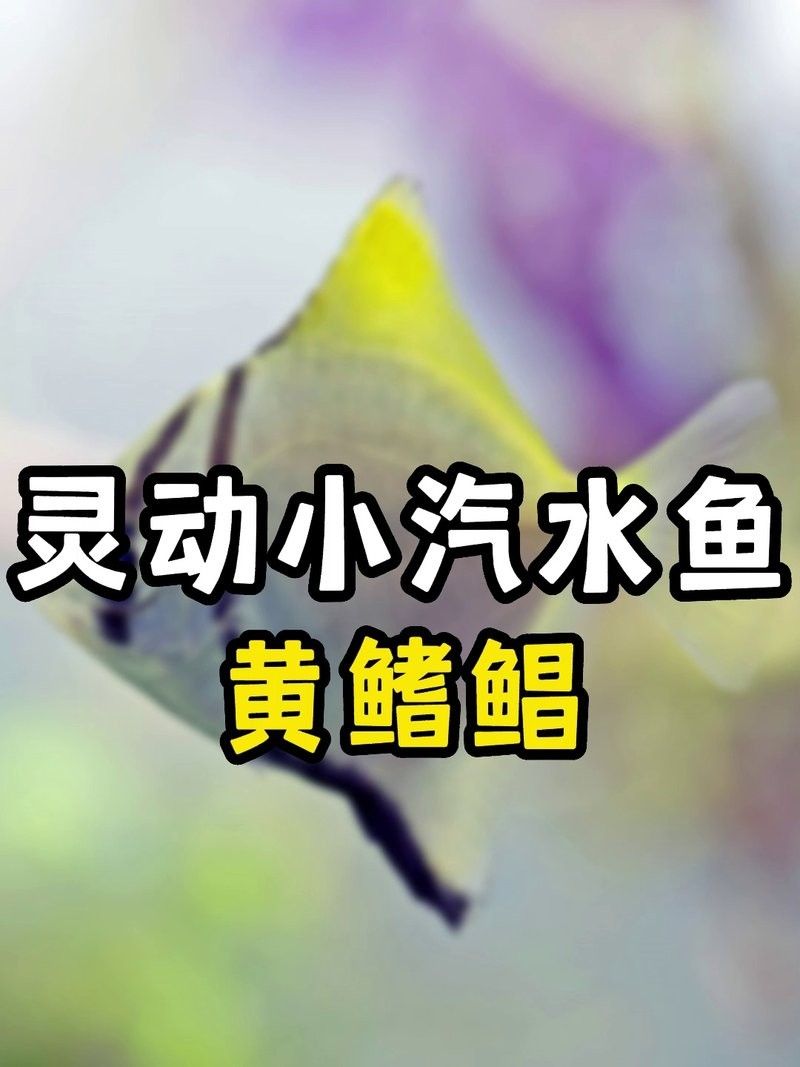 黃鰭鯧魚最建議買的三個(gè)品種（黃鰭鯧魚中三個(gè)值得關(guān)注的品種并結(jié)合了相關(guān)的選購建議和商品信息） 黃鰭鯧魚最建議買的三個(gè)品種（黃鰭鯧魚中三個(gè)值得關(guān)注的品種并結(jié)合了相關(guān)的選購建議和商品信息） 觀賞魚百科 第12張