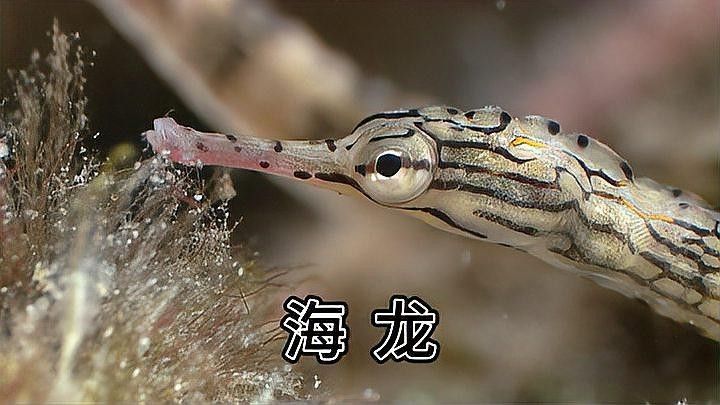 哪些海龍魚被CITES附錄保護？（瀕危野生動植物種國際貿易公約附錄保護了多種海龍魚）