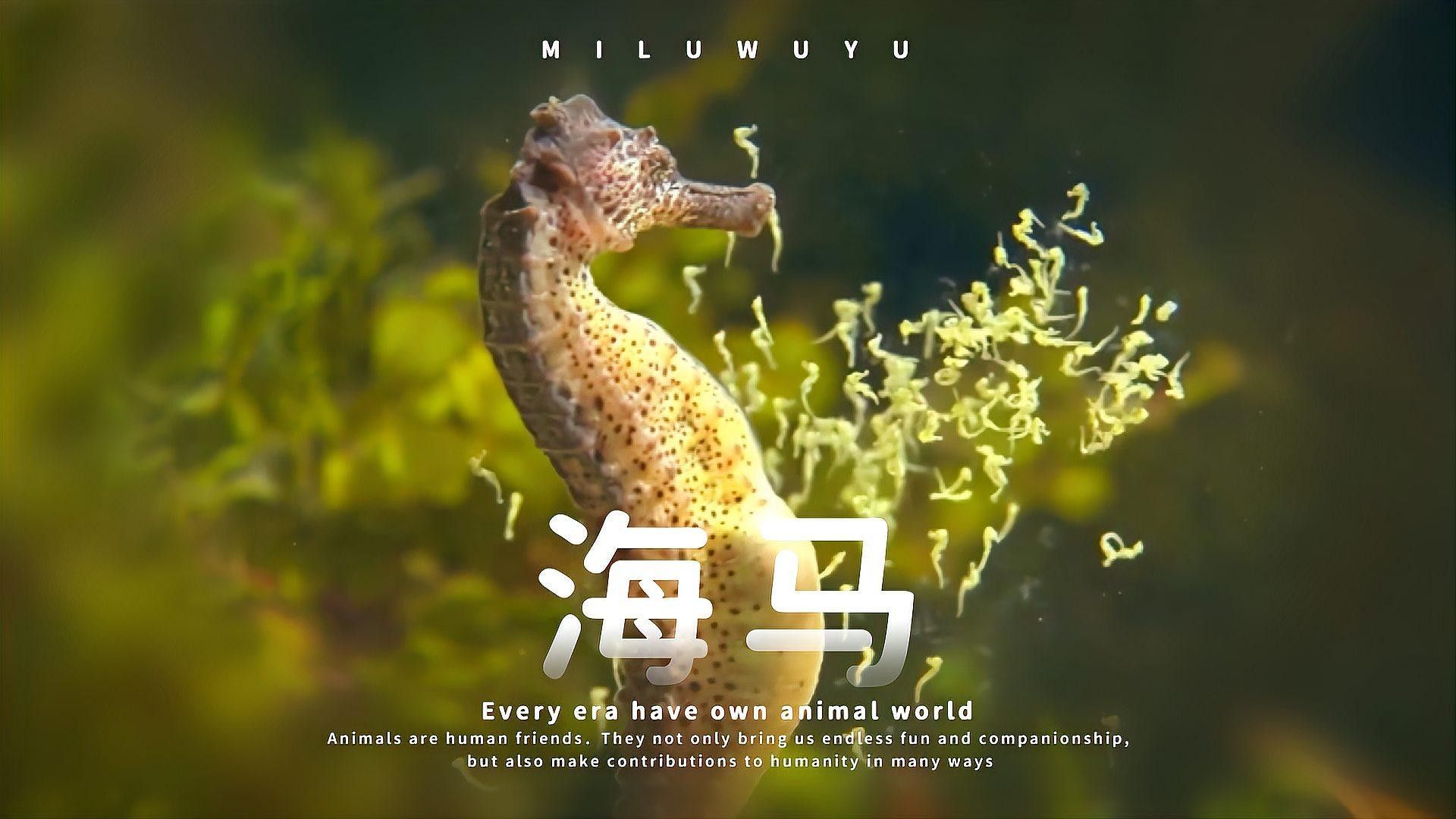 哪些海龍魚被CITES附錄保護？（瀕危野生動植物種國際貿易公約附錄保護了多種海龍魚）