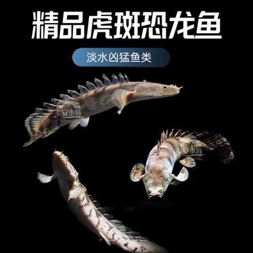 如何避免大花恐龍魚和虎紋恐龍魚之間的爭斗（大花恐龍魚和虎紋恐龍魚打架教你幾招避免沖突逸途紀行）