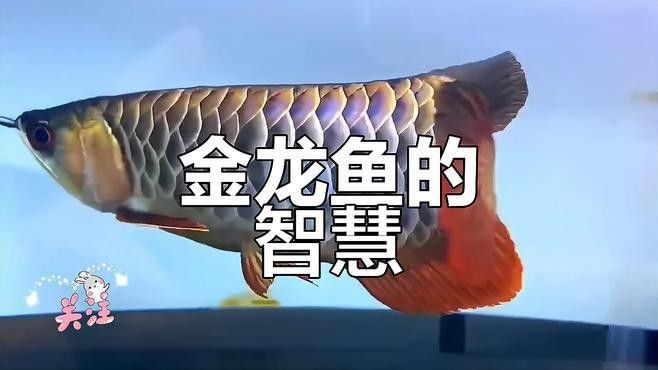 金龍魚養久了會認主人嗎（關于金龍魚的問題）