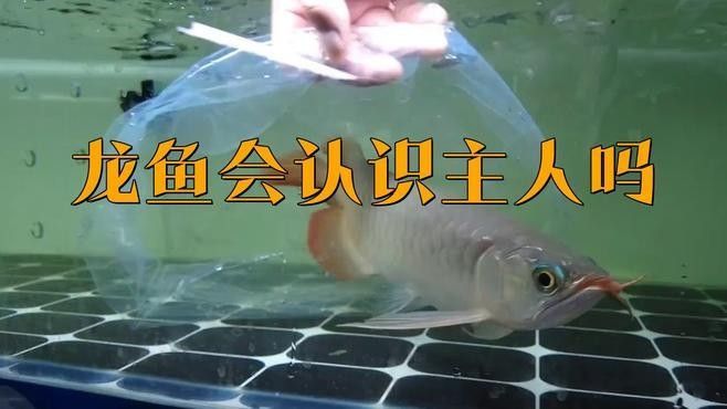 金龍魚養久了會認主人嗎（關于金龍魚的問題）