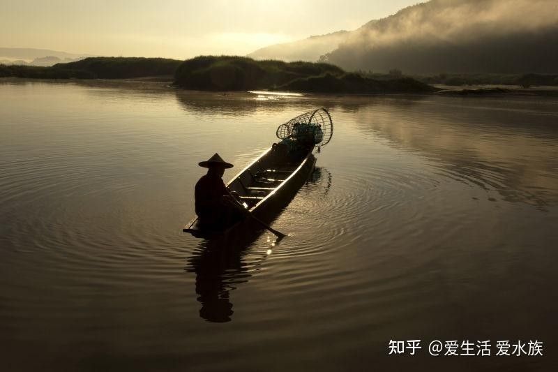 金龍魚養久了會認主人嗎（關于金龍魚的問題）