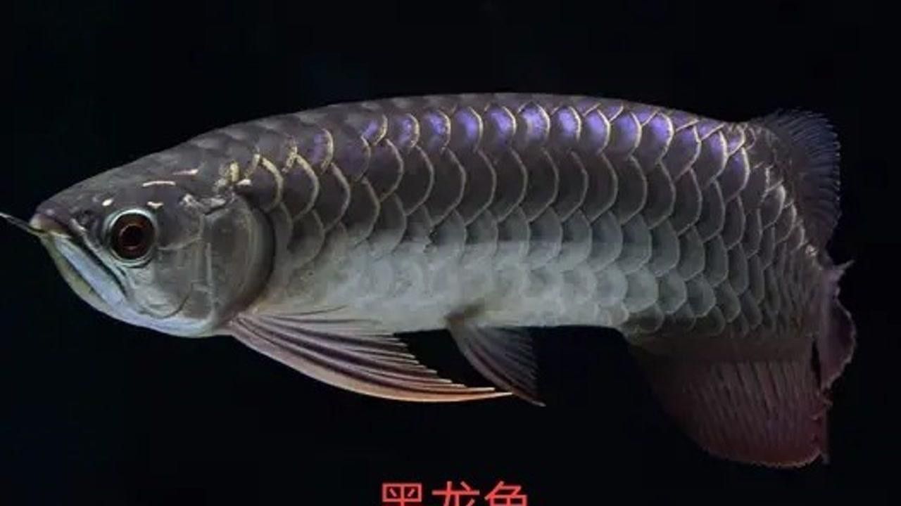 南和金龍魚又叫什么魚（南和金龍魚是什么魚） 南和金龍魚又叫什么魚（南和金龍魚是什么魚） 觀賞魚百科 第2張