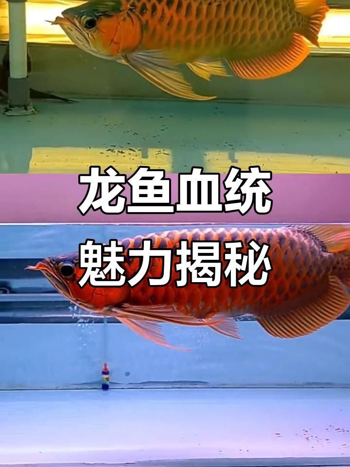 <strong><mark>麒麟</mark></strong>龍魚是什么魚（<strong><mark>麒麟</mark></strong>龍魚是水族愛好者的夢想之一<strong><mark>麒麟</mark></strong>龍魚是龍魚的變種之一）