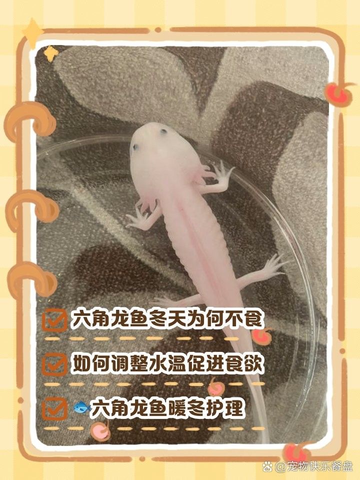 六角龍魚偽冬眠的癥狀是什么？（六角龍魚偽冬眠有哪些癥狀？）