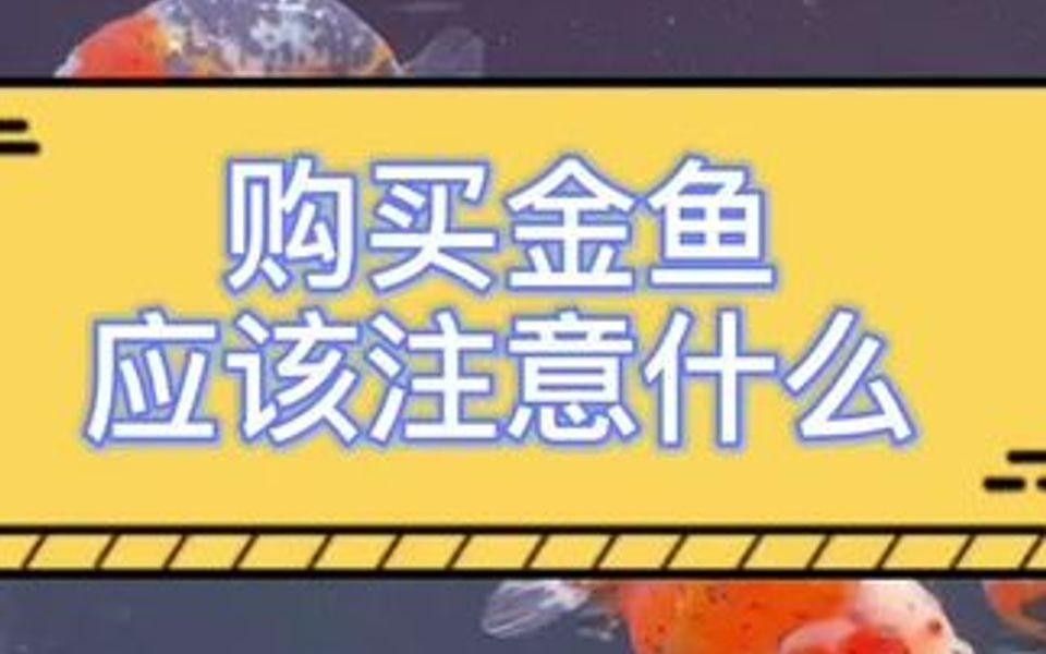 連江哪里有賣金魚
