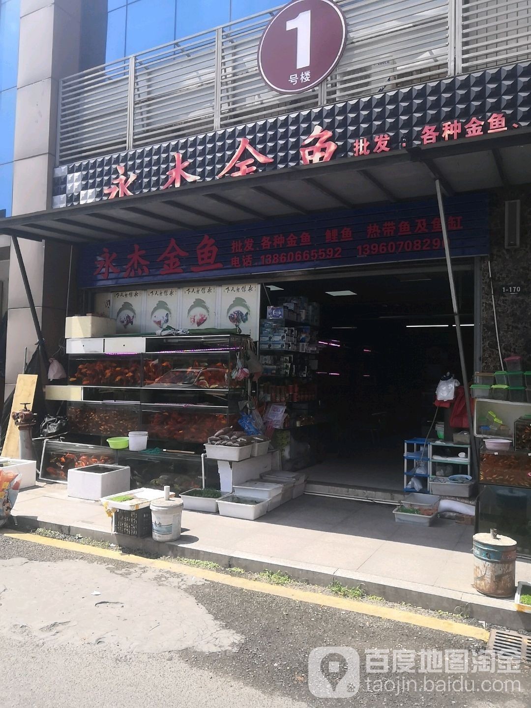 連江哪里有賣金魚