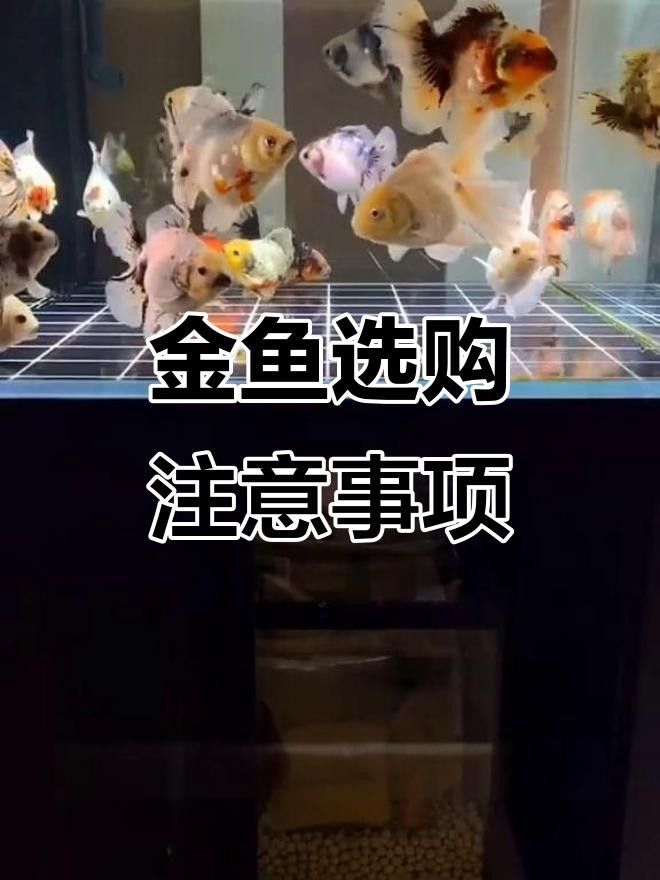 連江哪里有賣金魚