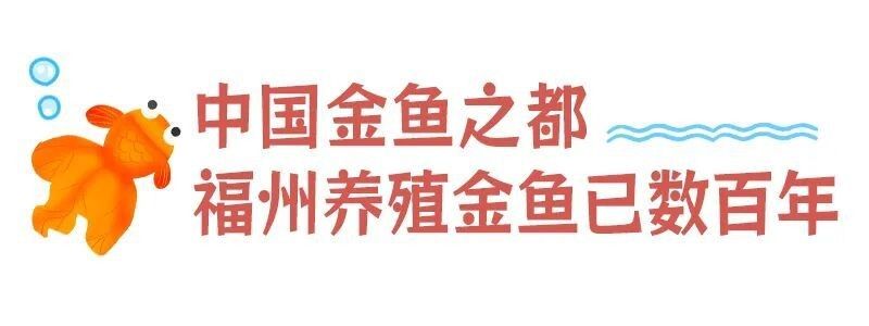 連江哪里有賣金魚
