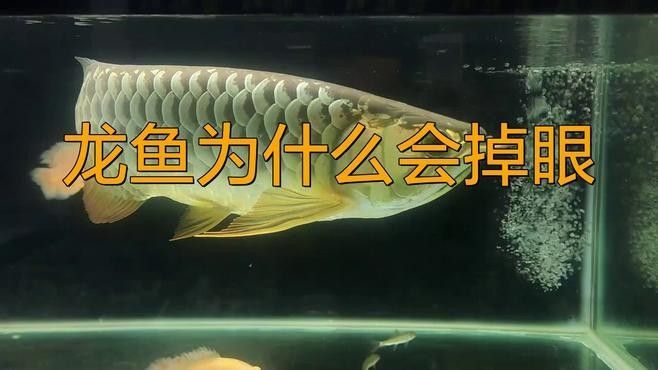 龍魚掉眼有哪些癥狀（魚掉眼是龍魚常見的一種疾病其主要癥狀包括：眼睛紅腫）