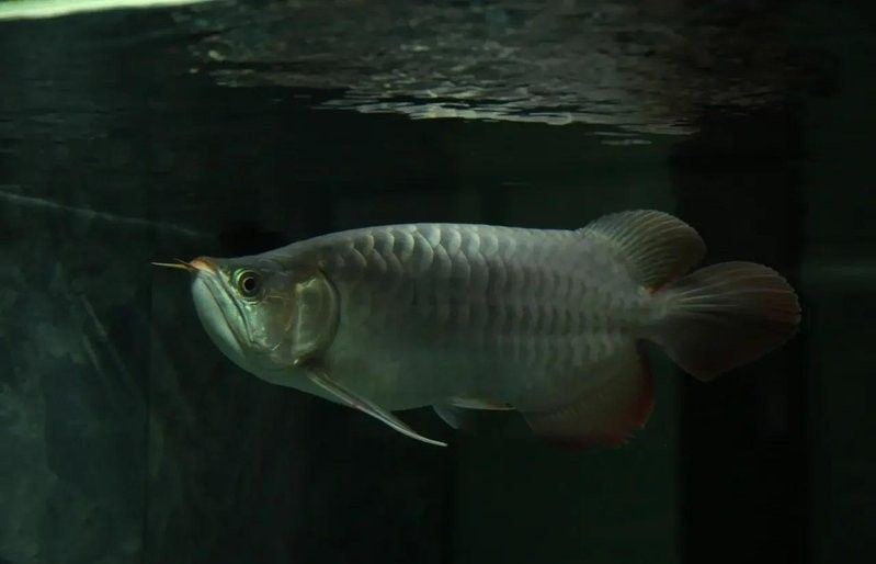龍魚掉眼有哪些癥狀（魚掉眼是龍魚常見的一種疾病其主要癥狀包括：眼睛紅腫）