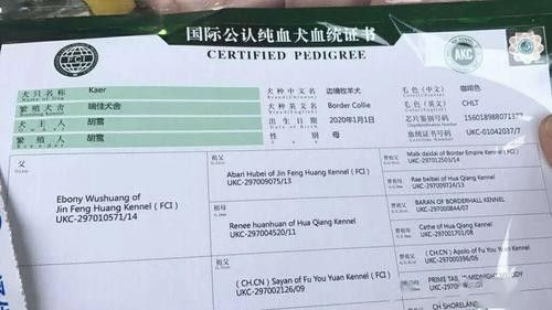 龍魚血統證書有哪些常見類型？（魚血統證書是用于證明龍魚品種純度和血統的重要文件）