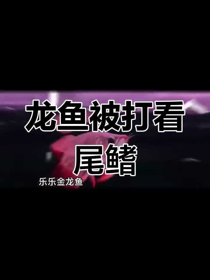 龍魚尾巴開叉什么原因（龍魚尾巴開叉可能是由多種原因引起的）
