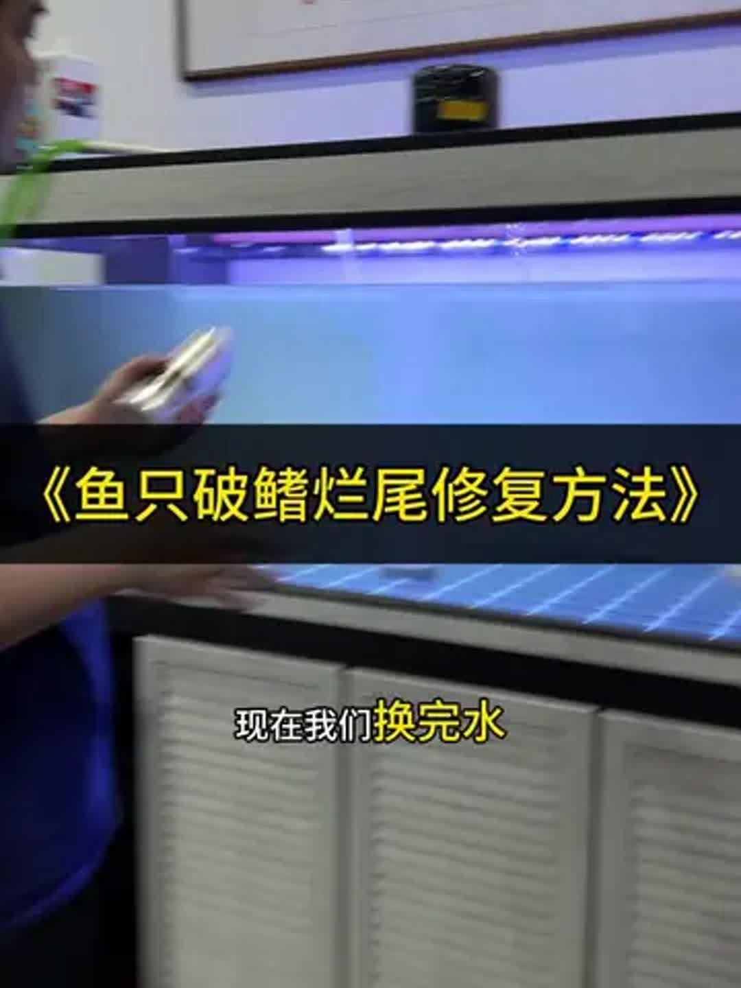 龍魚尾巴開叉什么原因（龍魚尾巴開叉可能是由多種原因引起的）