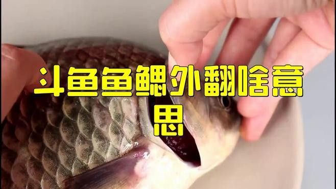 魚鰓翹起來最簡單三個原因（導致魚鰓翹起的三個原因）
