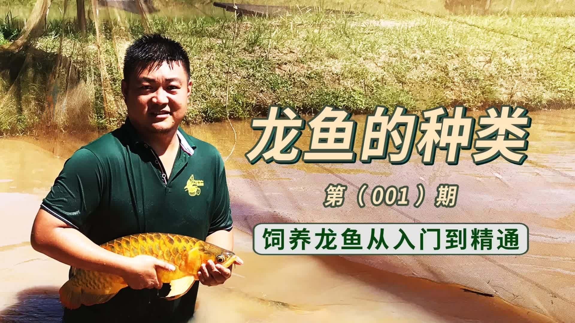 龍魚常見品種飼養與現狀圖片（龍魚品種及其飼養方法介紹，龍魚品種及其飼養要點）