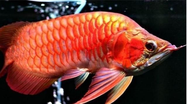 福龍魚圖片(福龍魚圖片欣賞) 觀賞魚百科 第20張 福龍魚圖片(福龍魚圖片欣賞) 福龍魚圖片(福龍魚圖片欣賞) 觀賞魚百科 第20張
