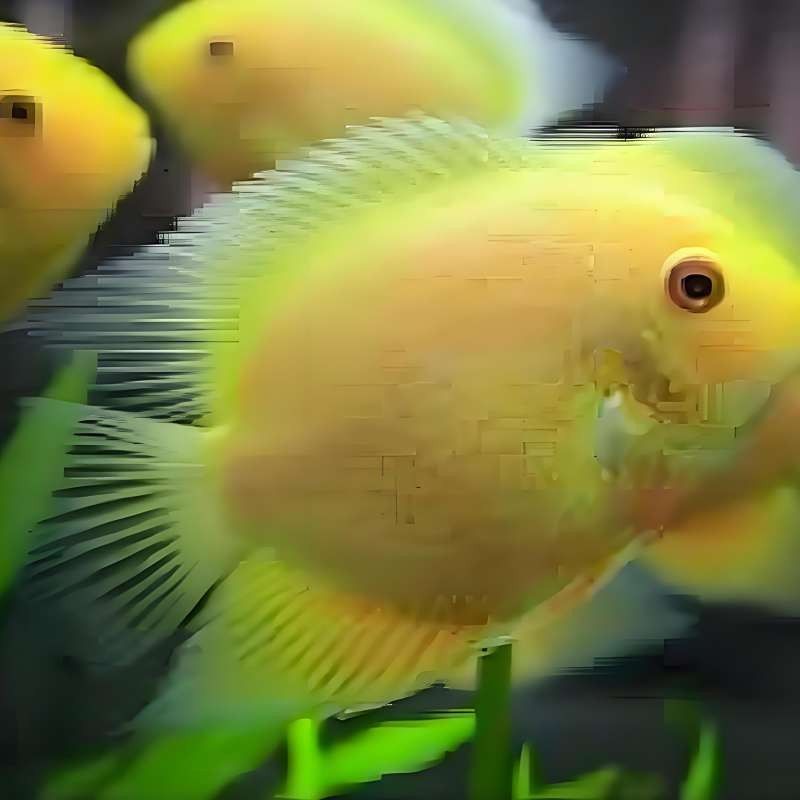 黃菠蘿魚(yú)和噴點(diǎn)菠蘿魚(yú)能混養(yǎng)嗎？有專（菠蘿魚(yú)和噴點(diǎn)菠蘿魚(yú)怎么混養(yǎng)？）