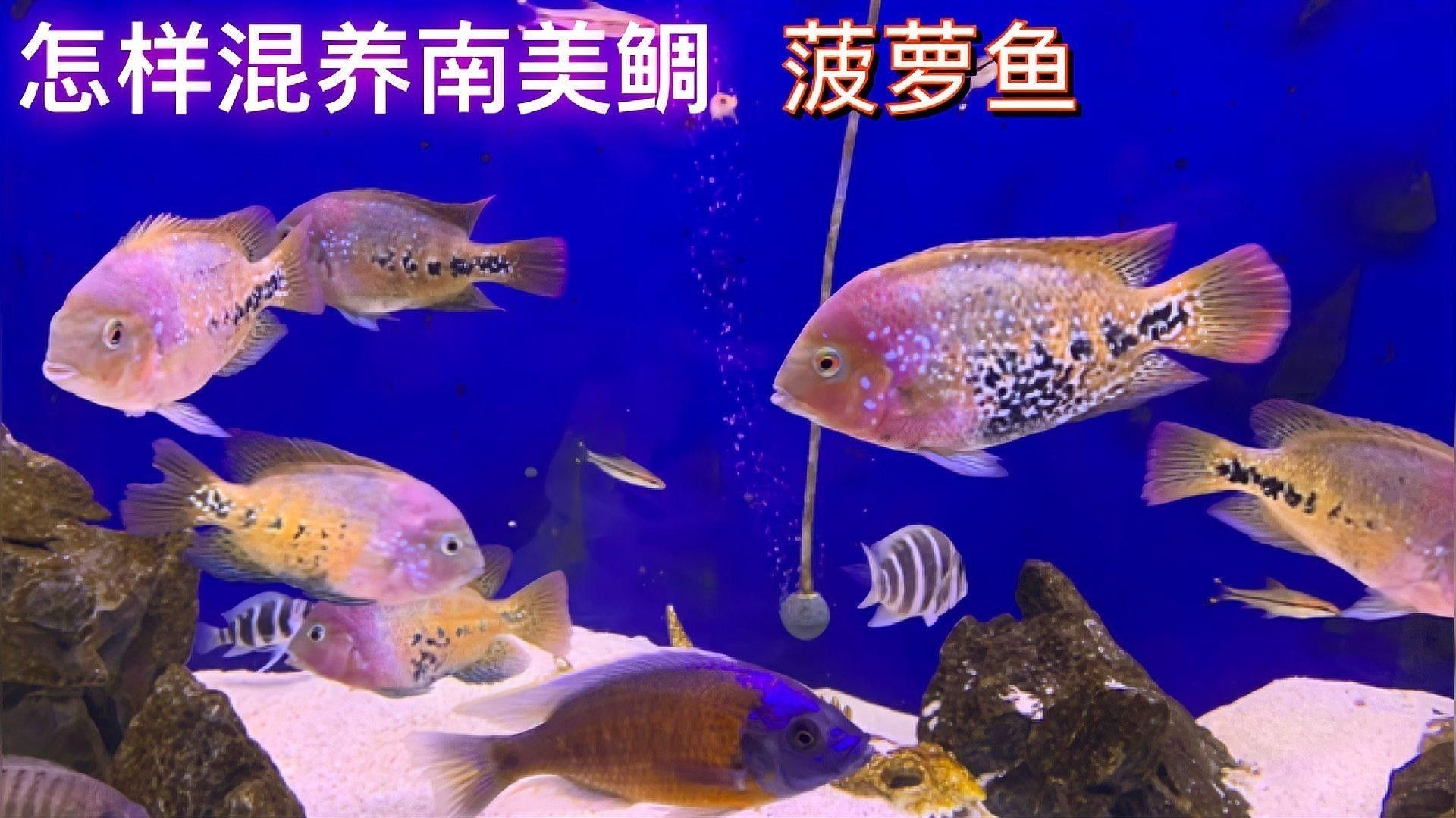 黃菠蘿魚(yú)和噴點(diǎn)菠蘿魚(yú)能混養(yǎng)嗎？有專（菠蘿魚(yú)和噴點(diǎn)菠蘿魚(yú)怎么混養(yǎng)？）