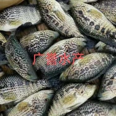 惠州淡水魚批發市場（惠州淡水魚批發市場分布在哪里蛋仔營地導師在哪里）