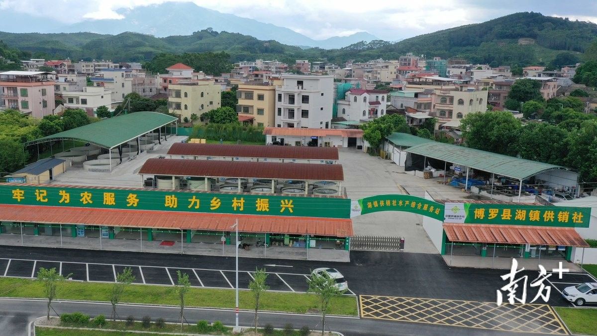 惠州淡水魚批發市場（惠州淡水魚批發市場分布在哪里蛋仔營地導師在哪里）