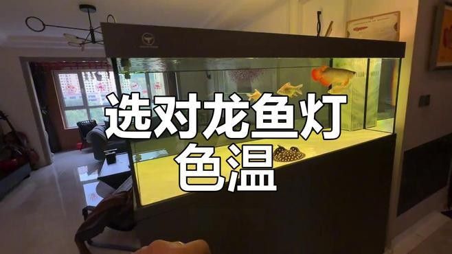 龍魚燈2700和6700價格比較（龍魚燈2700和6700k龍魚燈價格對比）