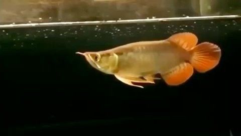 龍魚燈2700和6700價格比較（龍魚燈2700和6700k龍魚燈價格對比）
