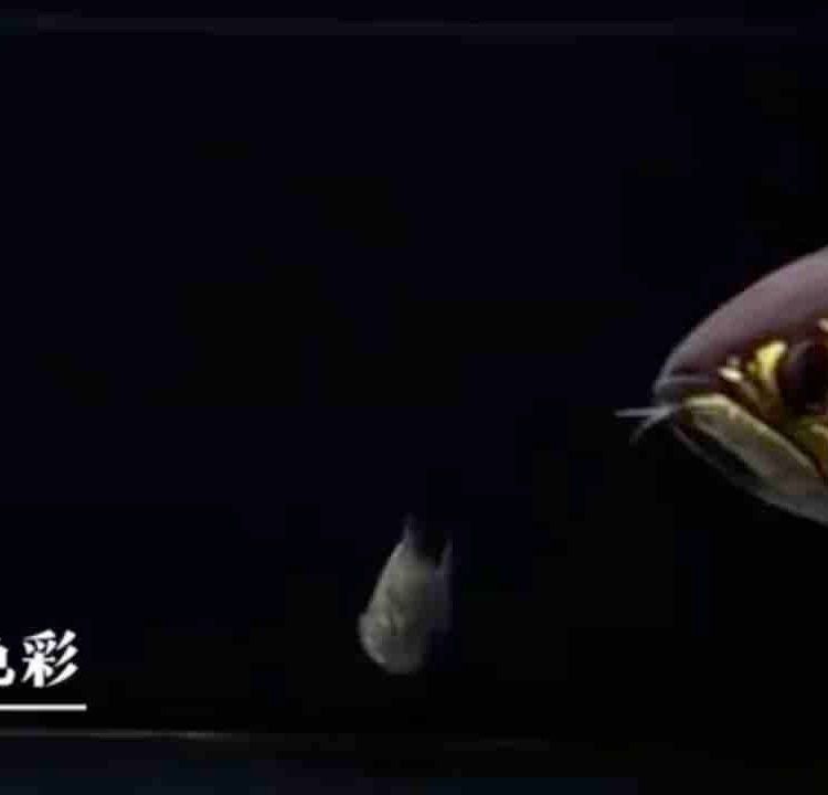 龍魚燈2700和6700價格比較（龍魚燈2700和6700k龍魚燈價格對比）