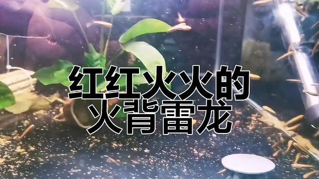 火背雷龍魚苗的繁殖過程是怎樣的（火背雷龍的繁殖過程）