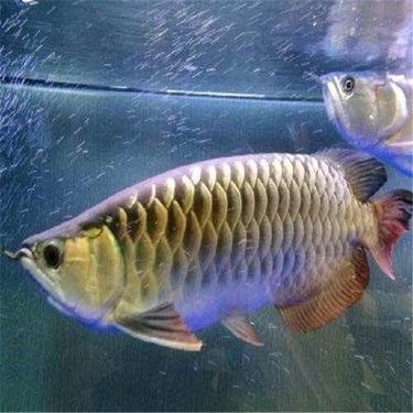 廣州金龍魚批發(fā)價格（廣州地區(qū)金龍魚批發(fā)價格）