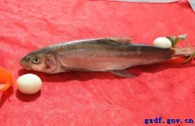 道孚龍魚（四川甘孜藏族自治州道孚縣發現珍稀魚類以其獨特的生存環境）