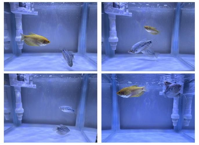萬(wàn)龍蔓龍魚(yú)（曼龍魚(yú)好養(yǎng)嗎）