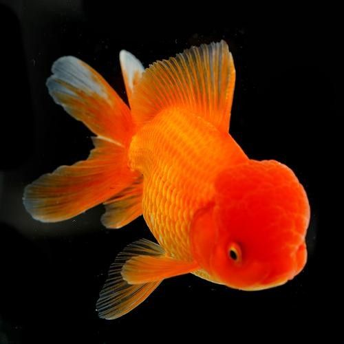 龍眼魚圖片（如何區分龍眼魚和龍睛金魚）