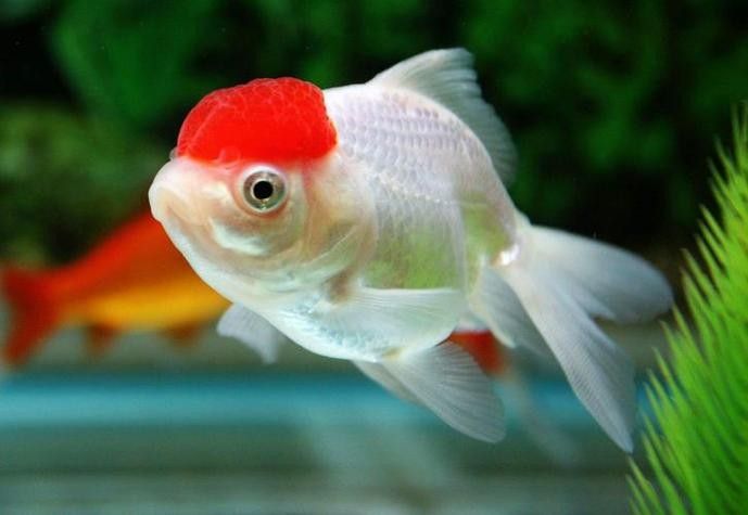 龍眼魚圖片（如何區分龍眼魚和龍睛金魚）