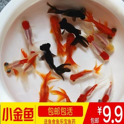 龍眼魚圖片（如何區分龍眼魚和龍睛金魚）
