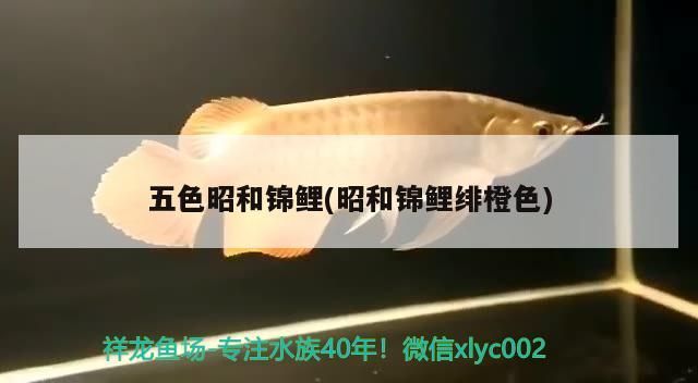 五色昭和錦鯉(昭和錦鯉緋橙色)（五色昭和錦鯉和昭和錦鯉緋橙色）