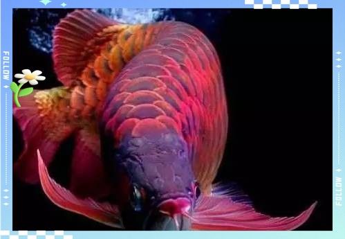 蘇門答臘省的紅龍魚價格如何（蘇門答臘省的紅龍魚價格受多種因素影響）