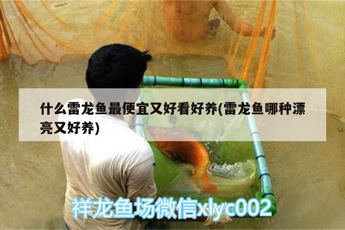 什么雷龍魚(yú)最便宜又好看好養(yǎng)(雷龍魚(yú)哪種漂亮又好養(yǎng))（什么雷龍魚(yú)最便宜又好看好養(yǎng)）