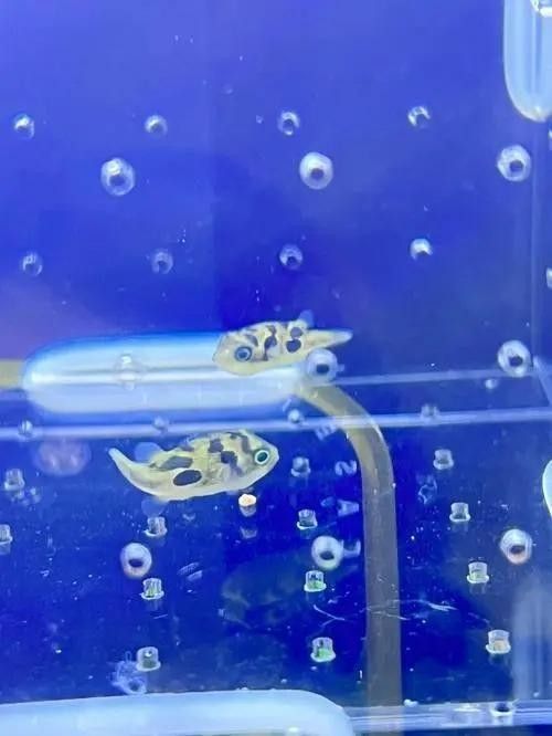 13000k色溫紅龍魚最忌三種魚（養龍須知:避開三大禁忌,實現輕松養龍）