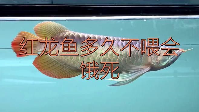 龍魚一直不吃會餓死嗎（龍魚不吃會不會餓死）